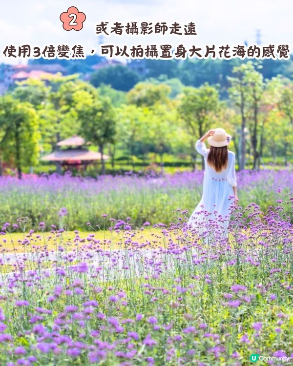 深圳馬鞭草公園打卡普羅旺斯般夢幻紫色花海😍免費入場！8000平方米‼️