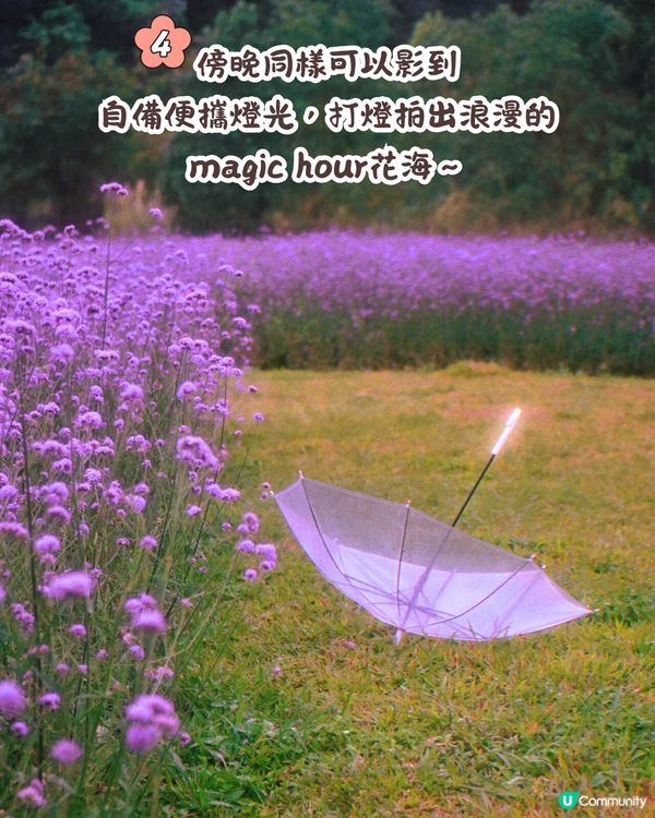 深圳馬鞭草公園打卡普羅旺斯般夢幻紫色花海😍免費入場！8000平方米‼️