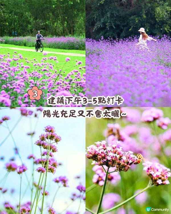 深圳馬鞭草公園打卡普羅旺斯般夢幻紫色花海😍免費入場！8000平方米‼️