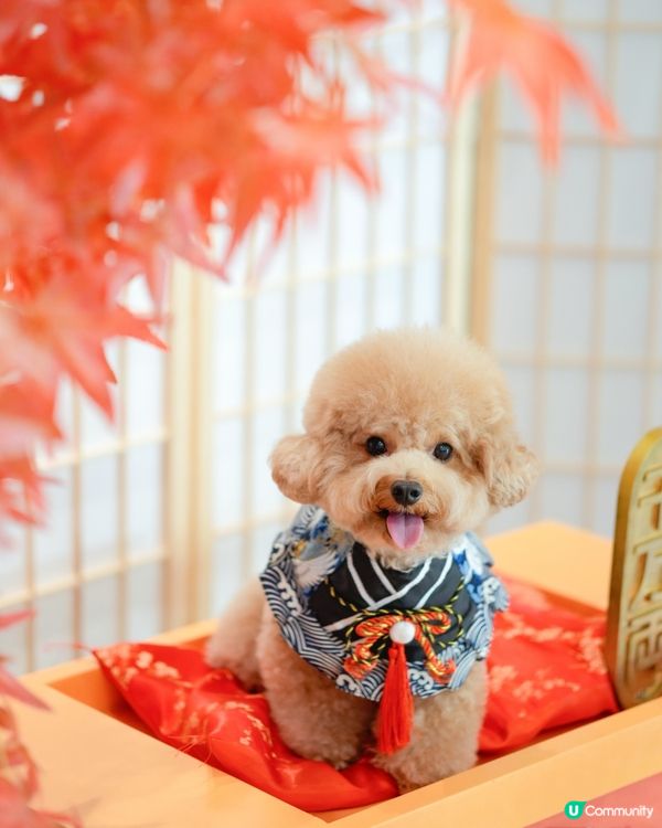 馬鞍山寵物友善商場-WegoMall