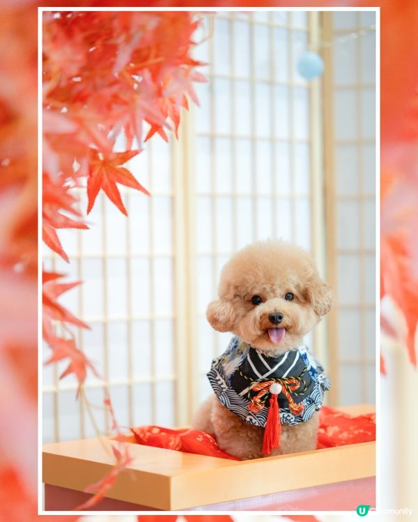 馬鞍山寵物友善商場-WegoMall