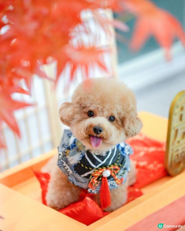 馬鞍山寵物友善商場-WegoMall