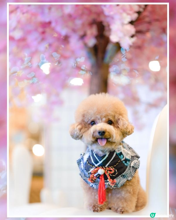 馬鞍山寵物友善商場-WegoMall