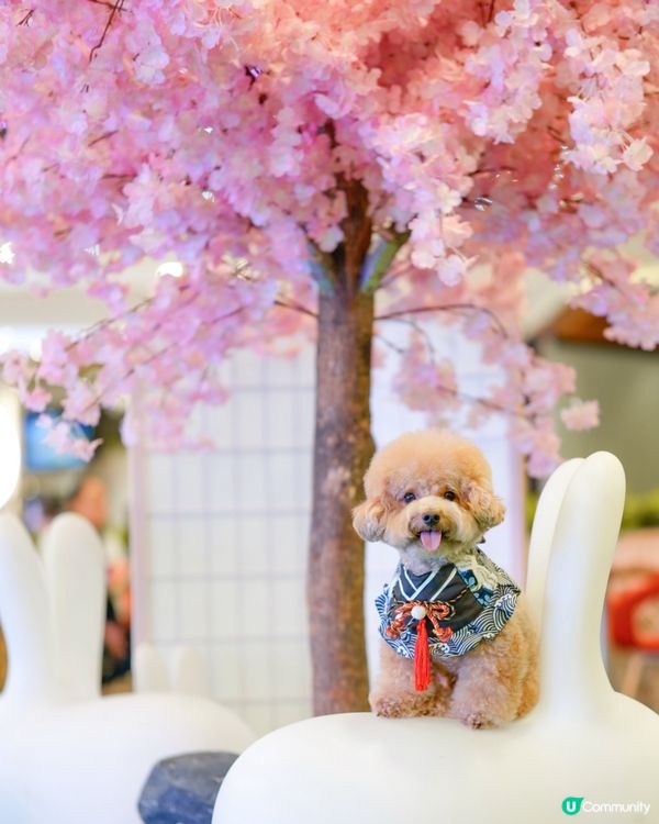 馬鞍山寵物友善商場-WegoMall