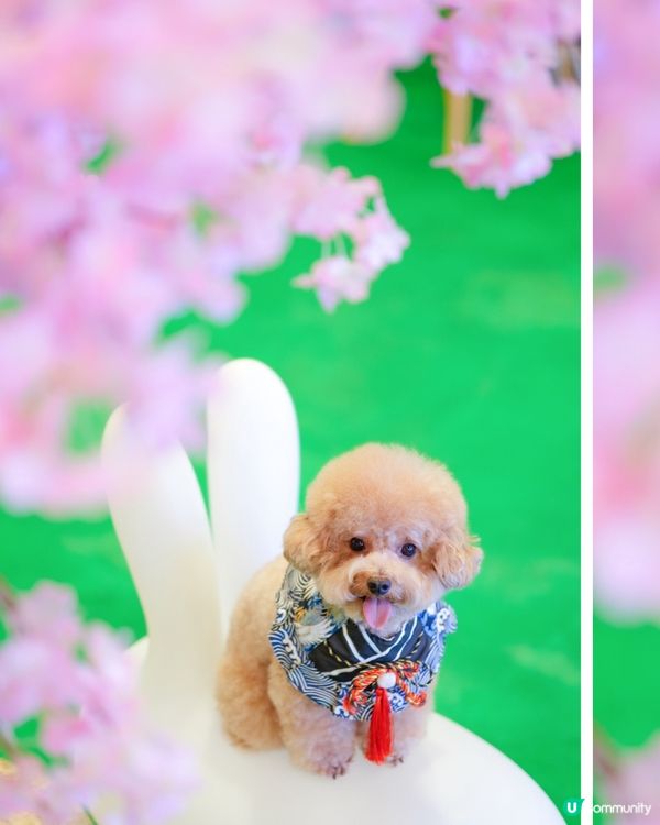 馬鞍山寵物友善商場-WegoMall