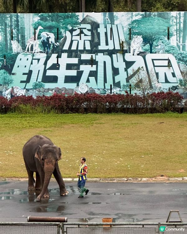 深圳野生動物園，百獸盛會！🤩