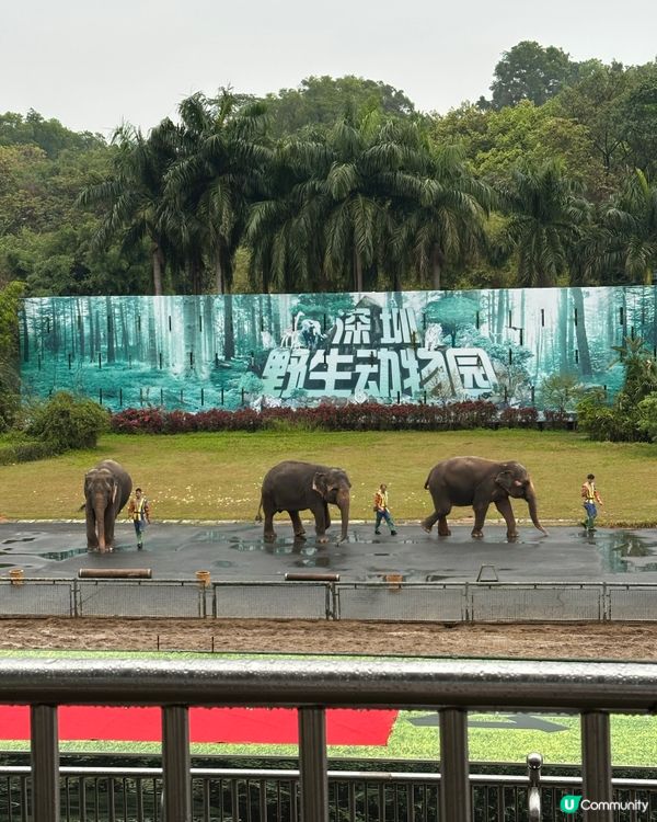 深圳野生動物園，百獸盛會！🤩
