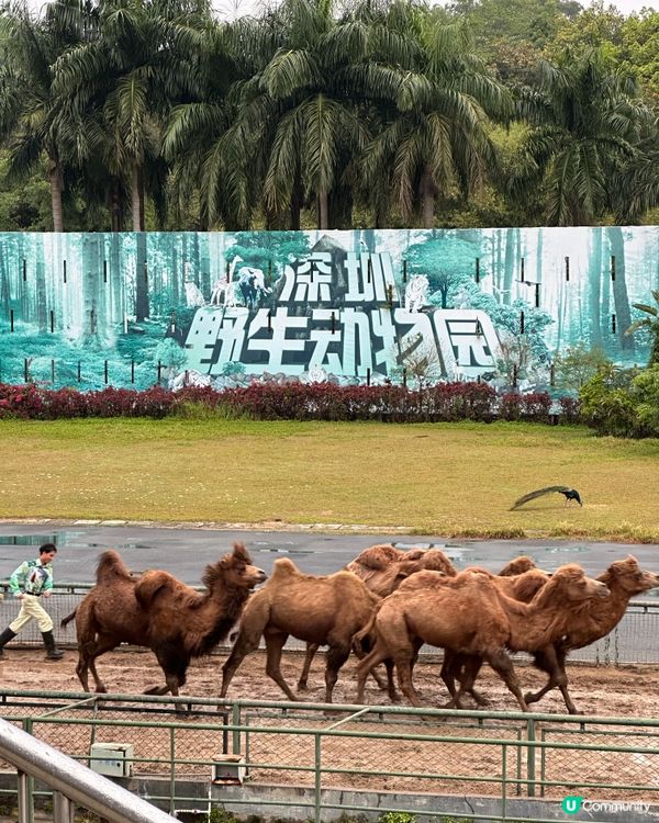 深圳野生動物園，百獸盛會！🤩