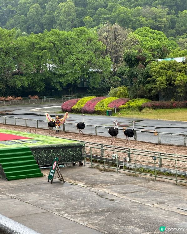 深圳野生動物園，百獸盛會！🤩