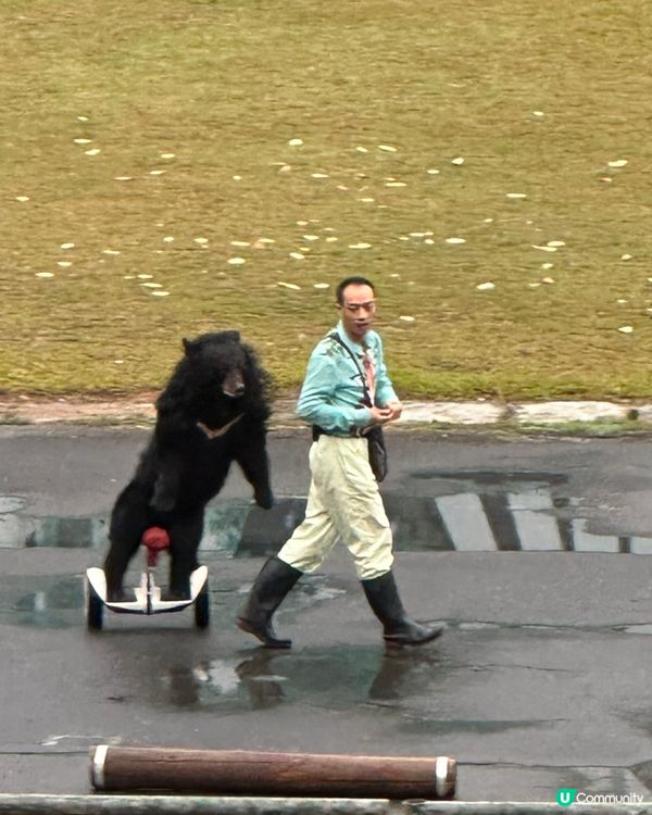 深圳野生動物園，百獸盛會！🤩