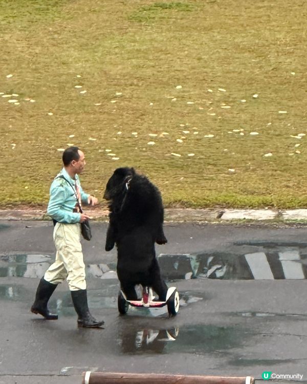 深圳野生動物園，百獸盛會！🤩