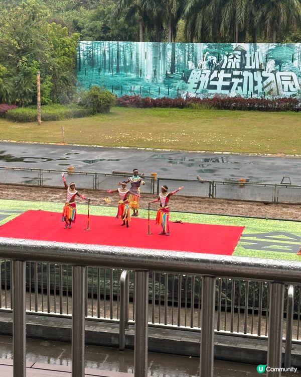 深圳野生動物園，百獸盛會！🤩