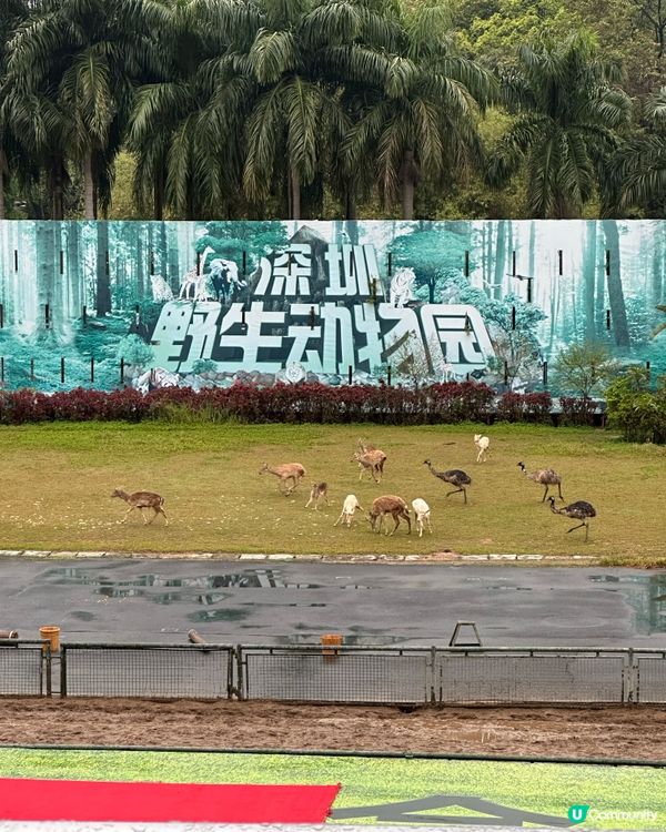 深圳野生動物園，百獸盛會！🤩