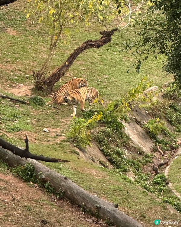 深圳野生動物園，百獸盛會！🤩
