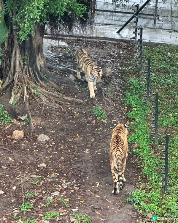 深圳野生動物園，百獸盛會！🤩
