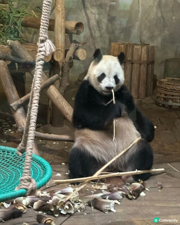 ## 深圳野生動物園🐼熊貓館超近距離！🤩