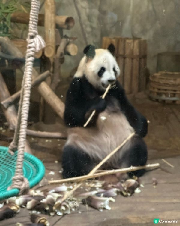 ## 深圳野生動物園🐼熊貓館超近距離！🤩