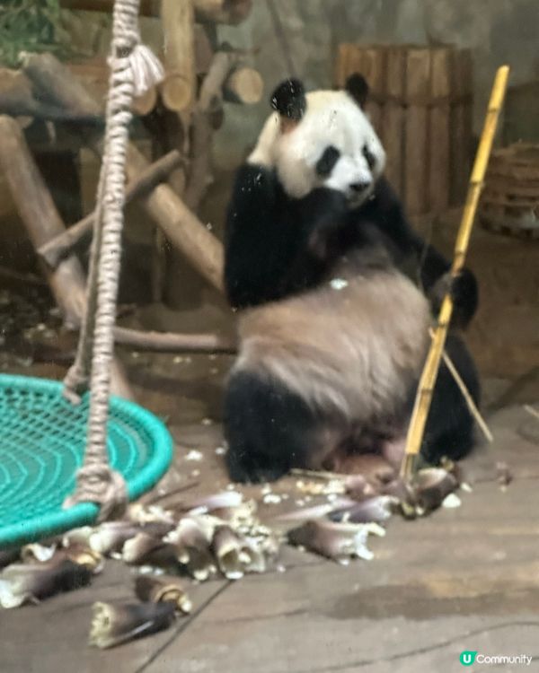 ## 深圳野生動物園🐼熊貓館超近距離！🤩
