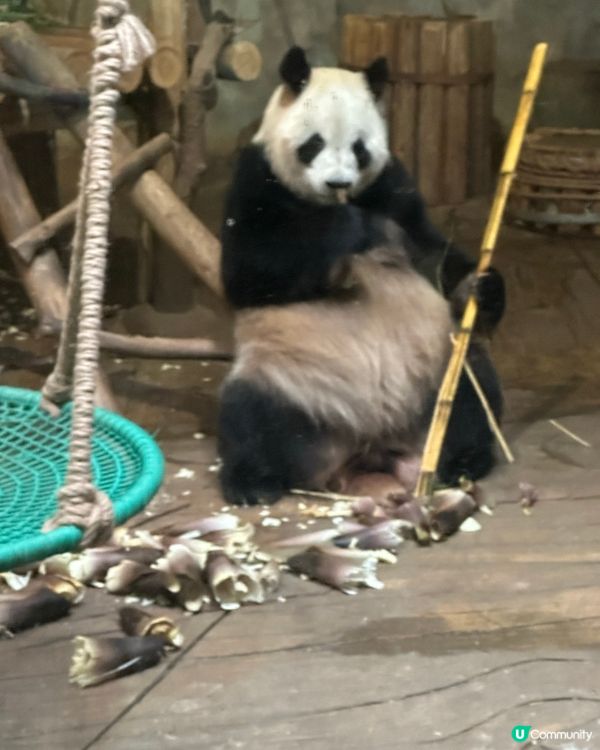 ## 深圳野生動物園🐼熊貓館超近距離！🤩