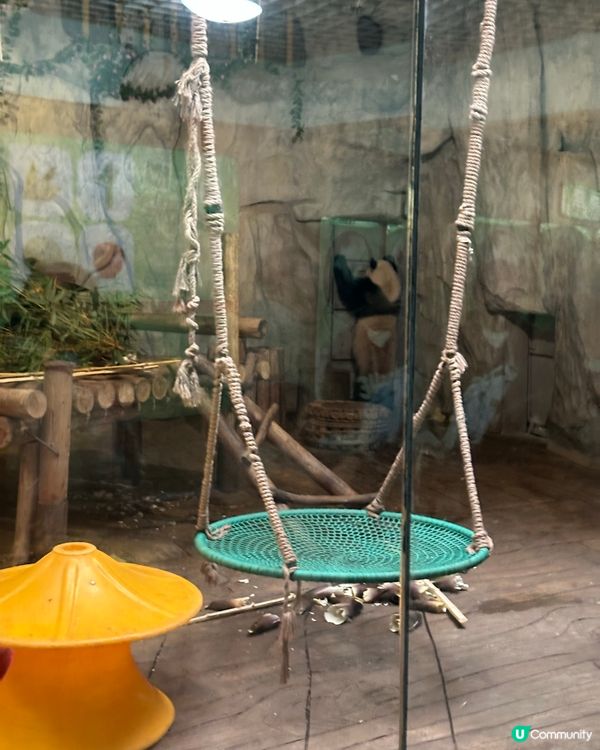 ## 深圳野生動物園🐼熊貓館超近距離！🤩