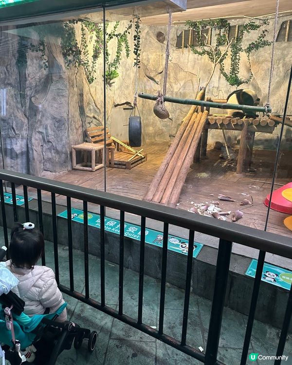 ## 深圳野生動物園🐼熊貓館超近距離！🤩