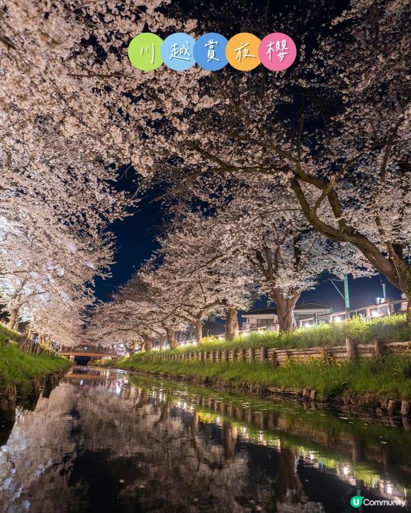 川越這幾天超美超好拍的夜櫻