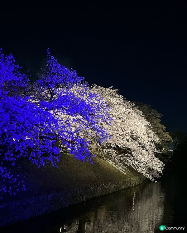 舞鶴公園 💕 福岡城櫻花祭典 🌸 觀賞櫻花的日與夜