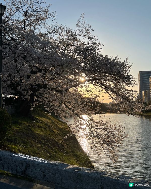 舞鶴公園 💕 福岡城櫻花祭典 🌸 觀賞櫻花的日與夜