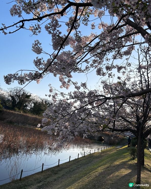 舞鶴公園 💕 福岡城櫻花祭典 🌸 觀賞櫻花的日與夜