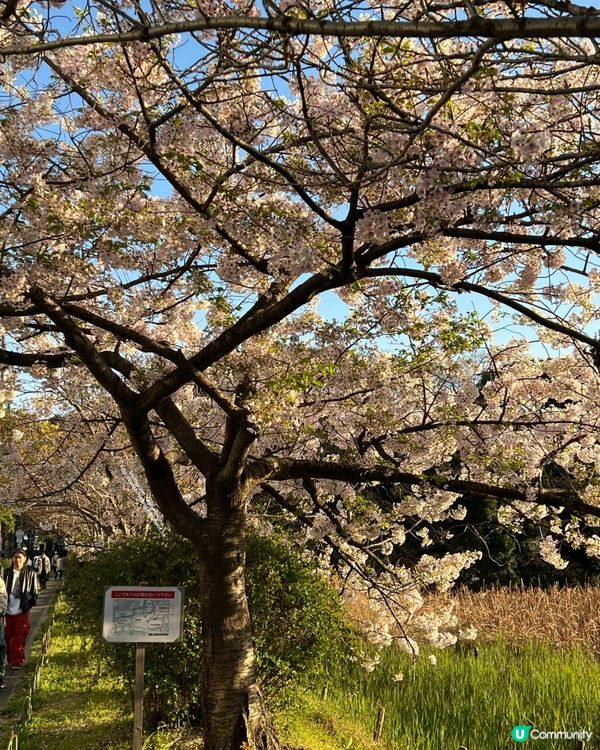 舞鶴公園 💕 福岡城櫻花祭典 🌸 觀賞櫻花的日與夜