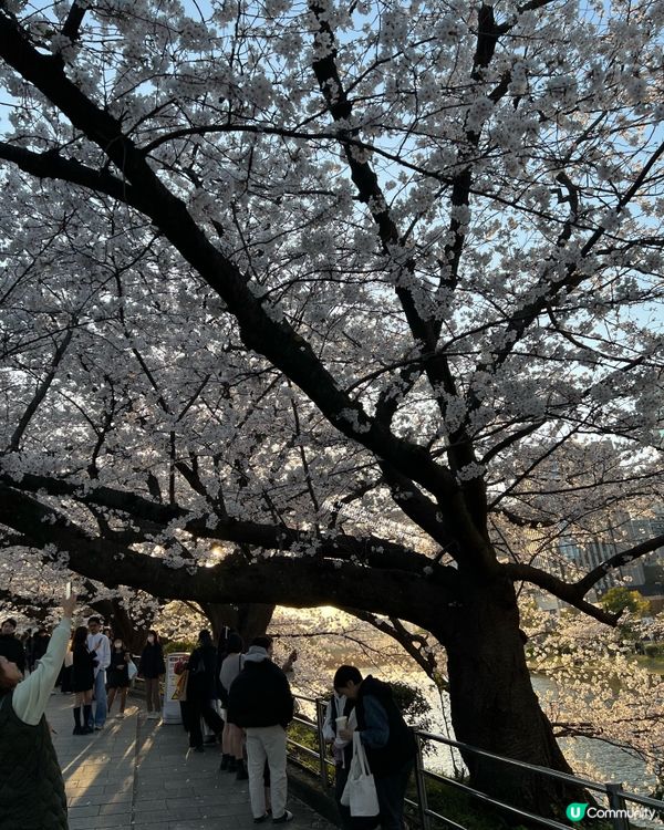 舞鶴公園 💕 福岡城櫻花祭典 🌸 觀賞櫻花的日與夜