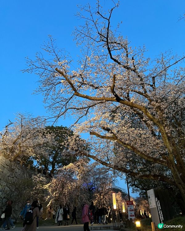 舞鶴公園 💕 福岡城櫻花祭典 🌸 觀賞櫻花的日與夜