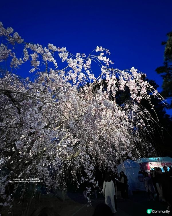 舞鶴公園 💕 福岡城櫻花祭典 🌸 觀賞櫻花的日與夜