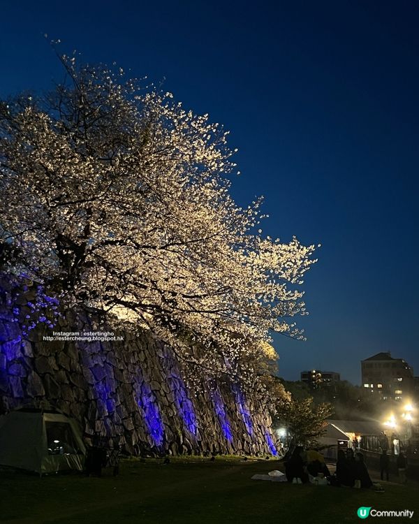 舞鶴公園 💕 福岡城櫻花祭典 🌸 觀賞櫻花的日與夜