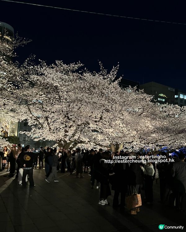 舞鶴公園 💕 福岡城櫻花祭典 🌸 觀賞櫻花的日與夜