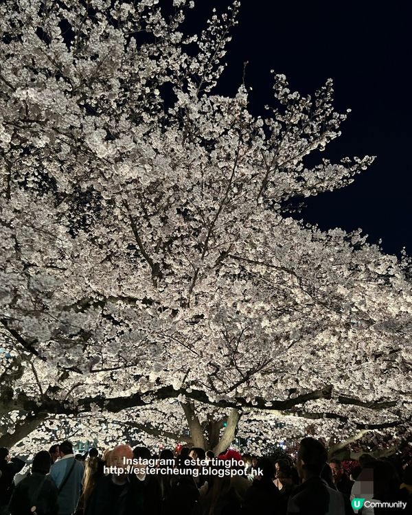 舞鶴公園 💕 福岡城櫻花祭典 🌸 觀賞櫻花的日與夜