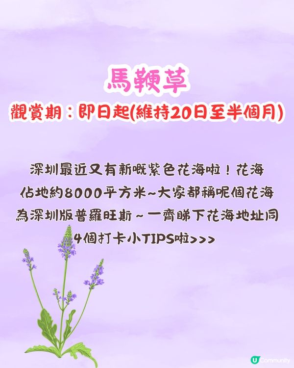 深圳馬鞭草公園打卡普羅旺斯般夢幻紫色花海😍免費入場！8000平方米‼️