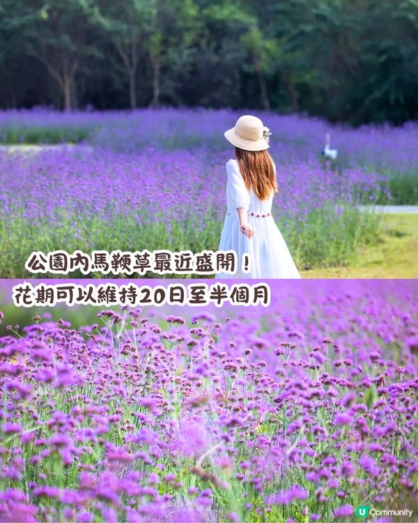 深圳馬鞭草公園打卡普羅旺斯般夢幻紫色花海😍免費入場！8000平方米‼️