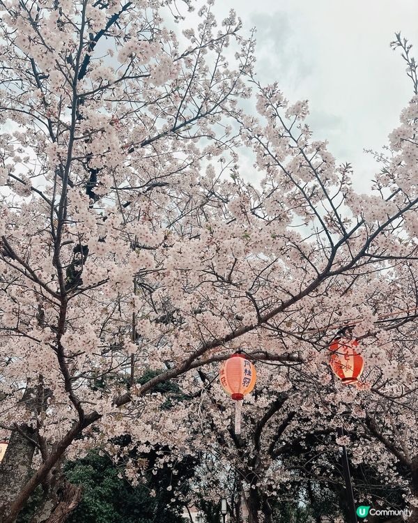 🌸福岡西公園賞櫻🌸 人生必睇！