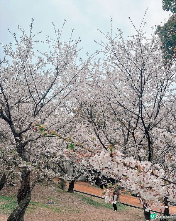 🌸福岡西公園賞櫻🌸 人生必睇！