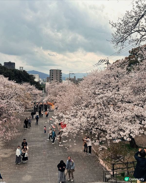 🌸福岡西公園賞櫻🌸 人生必睇！