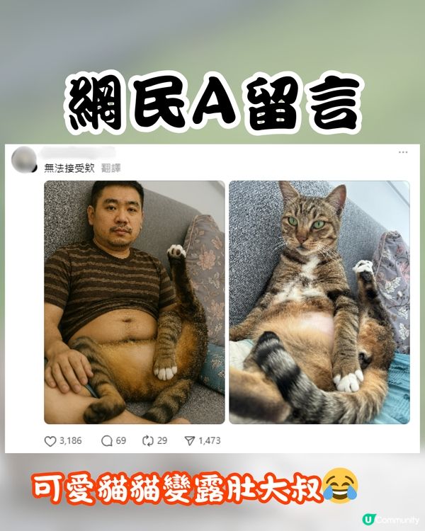 ChatGPT寵物擬人新熱潮🔥可愛貓貓竟變「呢個樣」嚇親主人😱附指令分享