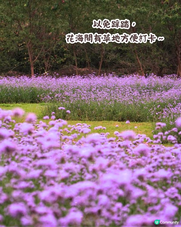 深圳馬鞭草公園打卡普羅旺斯般夢幻紫色花海😍免費入場！8000平方米‼️