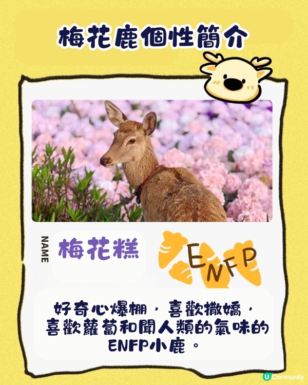 珠海城市客廳賞花秘點😍有5大打卡位‼️歐陸風車／繡球花花海／與梅花鹿互動打卡🦌附交通教學