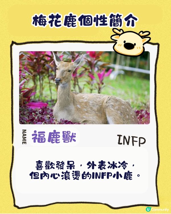 珠海城市客廳賞花秘點😍有5大打卡位‼️歐陸風車／繡球花花海／與梅花鹿互動打卡🦌附交通教學