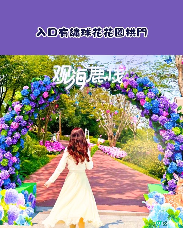 珠海城市客廳賞花秘點😍有5大打卡位‼️歐陸風車／繡球花花海／與梅花鹿互動打卡🦌附交通教學