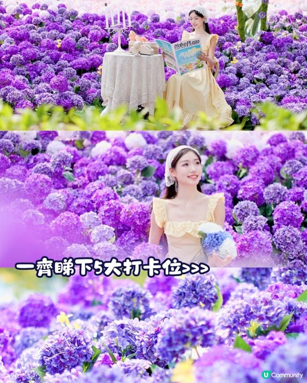 珠海城市客廳賞花秘點😍有5大打卡位‼️歐陸風車／繡球花花海／與梅花鹿互動打卡🦌附交通教學