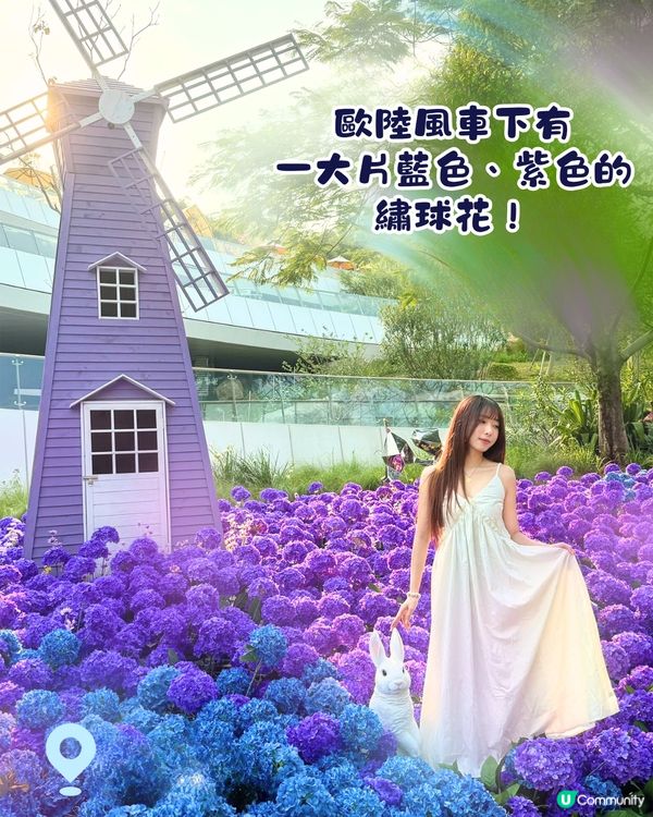 珠海城市客廳賞花秘點😍有5大打卡位‼️歐陸風車／繡球花花海／與梅花鹿互動打卡🦌附交通教學