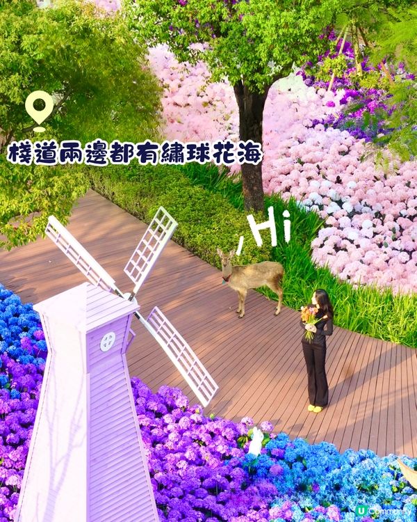 珠海城市客廳賞花秘點😍有5大打卡位‼️歐陸風車／繡球花花海／與梅花鹿互動打卡🦌附交通教學