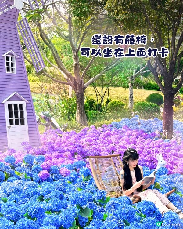 珠海城市客廳賞花秘點😍有5大打卡位‼️歐陸風車／繡球花花海／與梅花鹿互動打卡🦌附交通教學